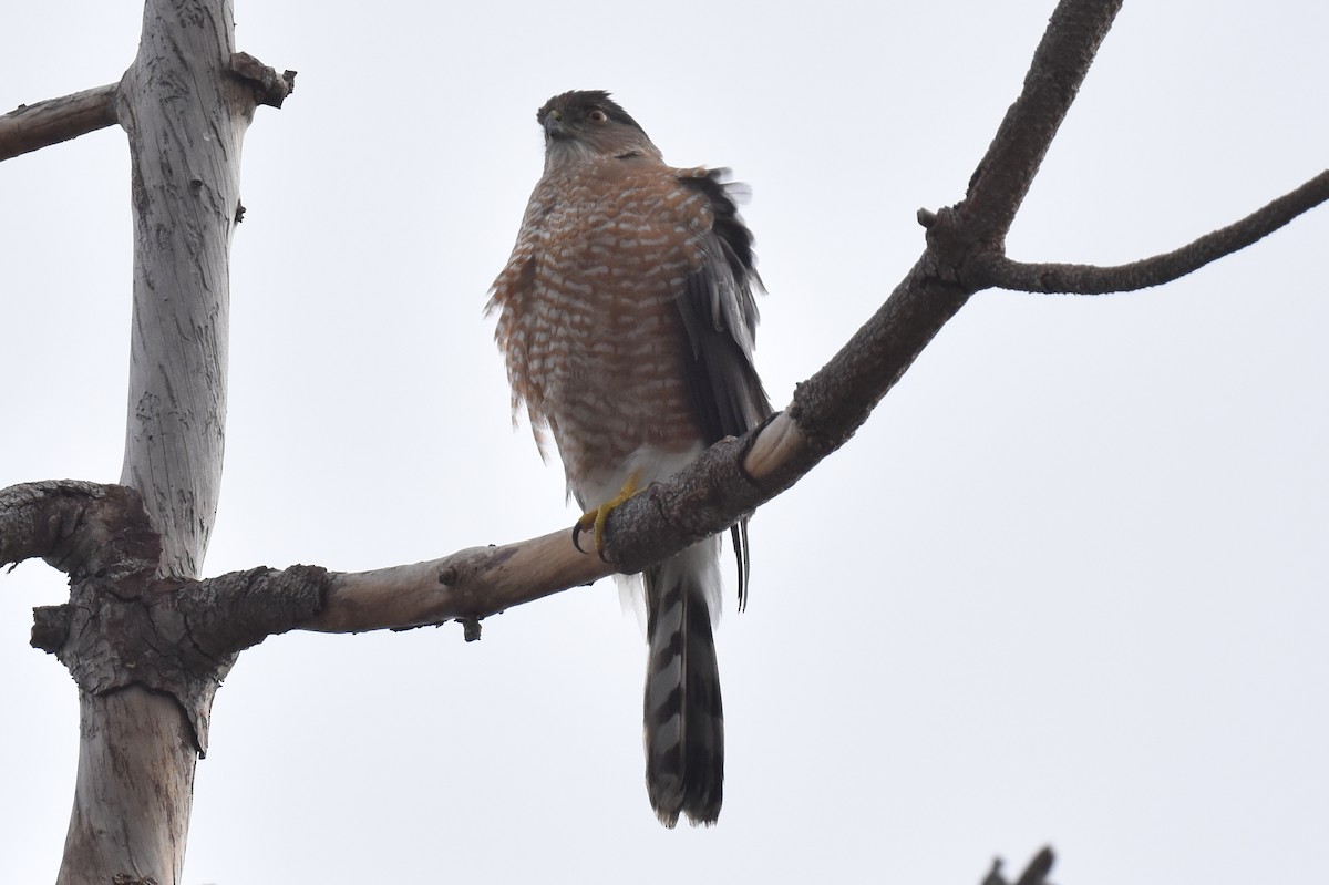 Cooper's Hawk - ML519274251