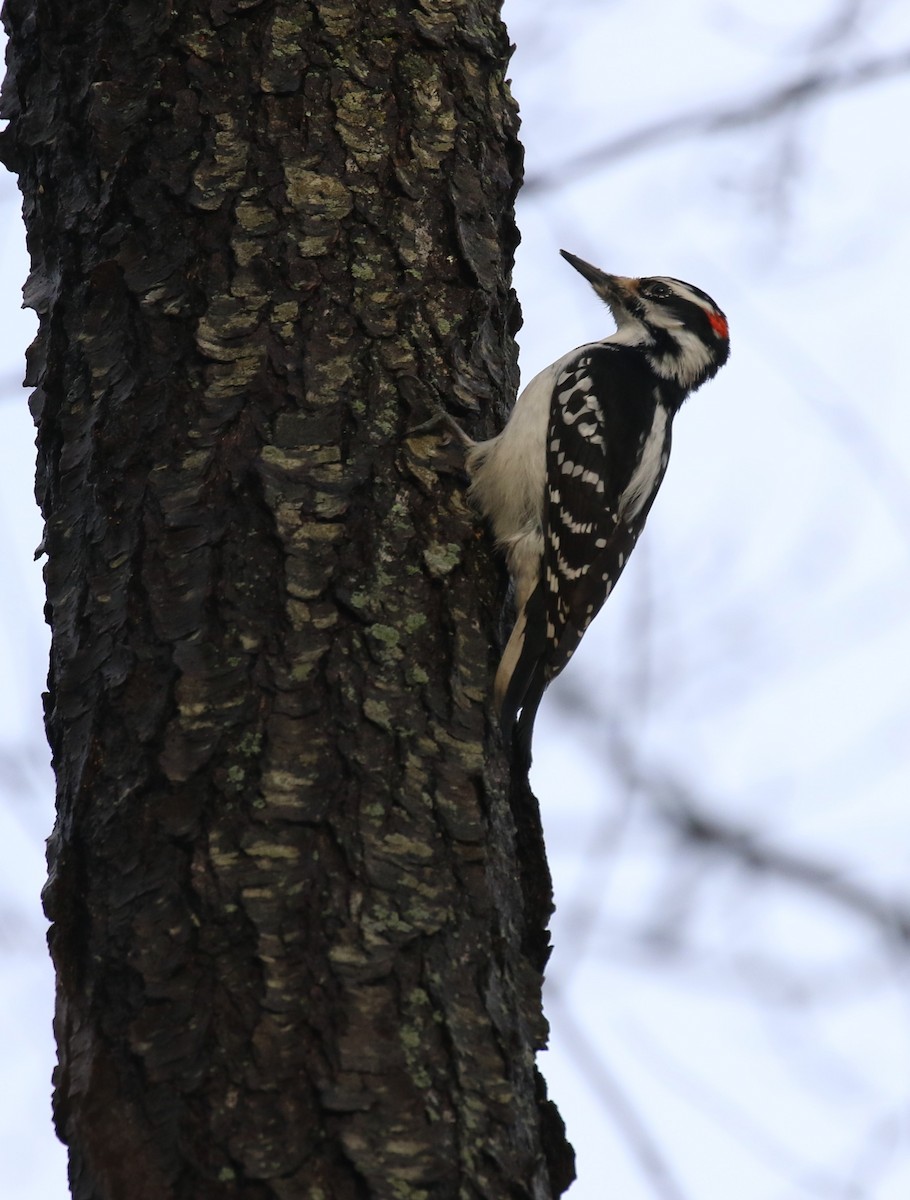 Hairy Woodpecker - ML519274291