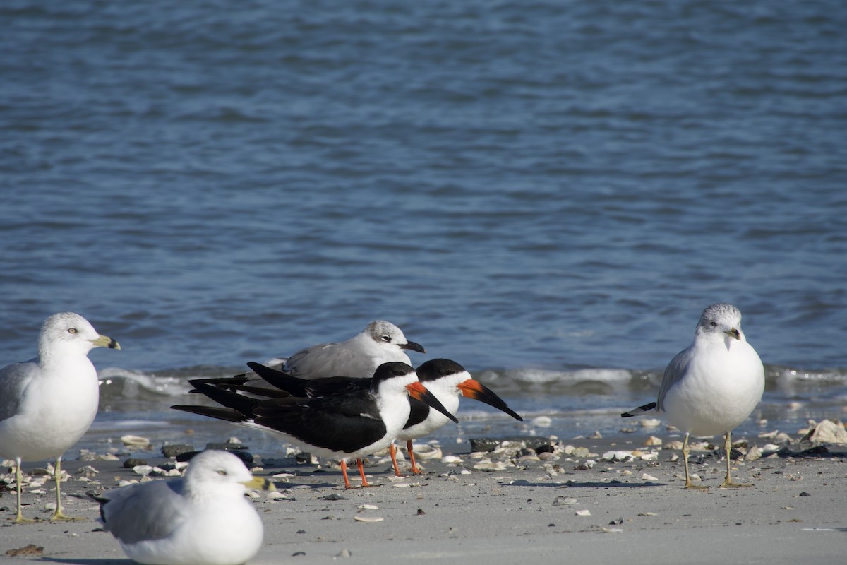 Black Skimmer - ML519275311