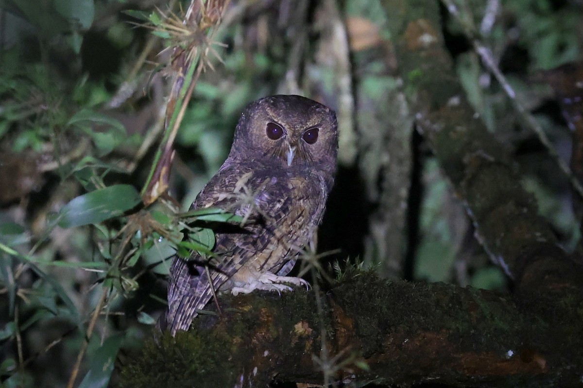 Rufescent Screech-Owl (Colombian) - george parker