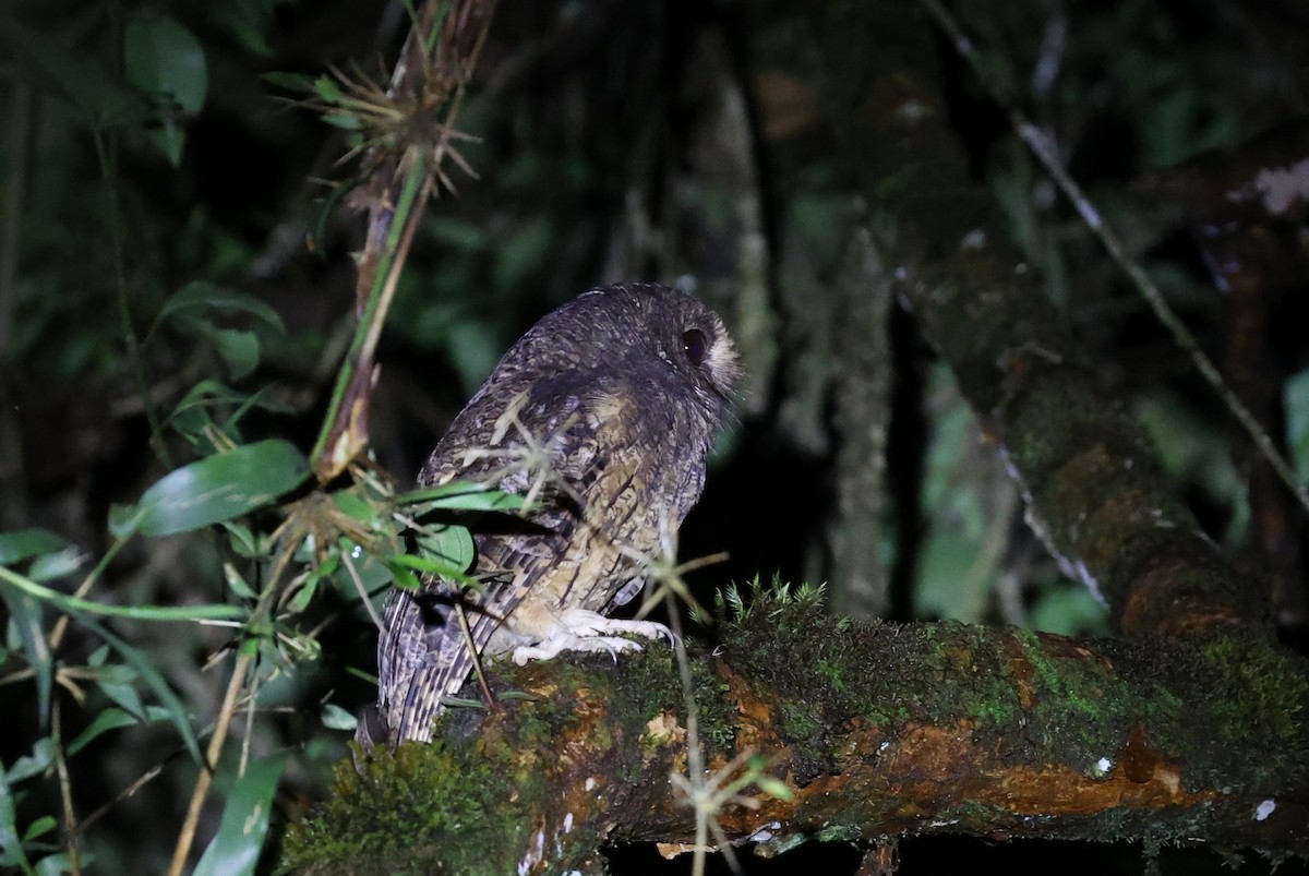 Rufescent Screech-Owl (Colombian) - ML519276621