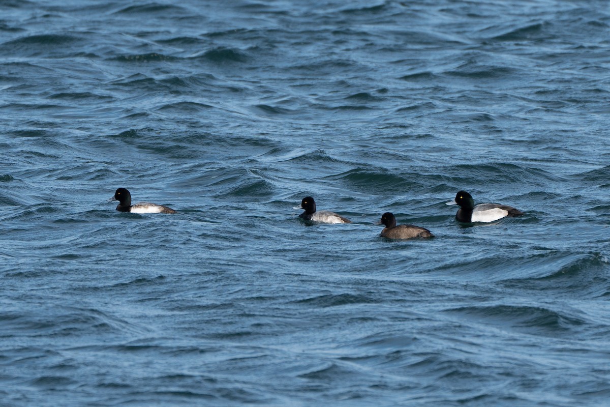 Greater Scaup - ML519277271