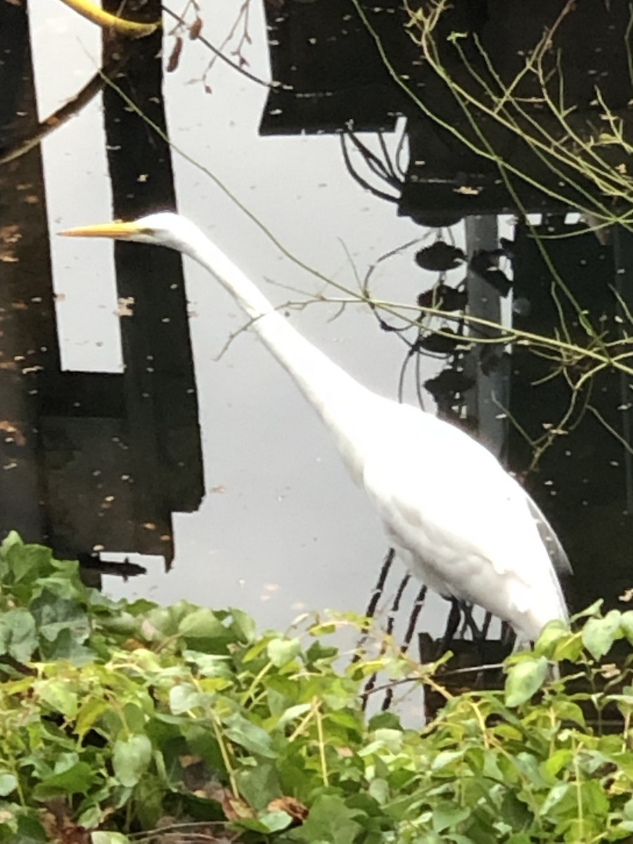Great Egret - ML519278751