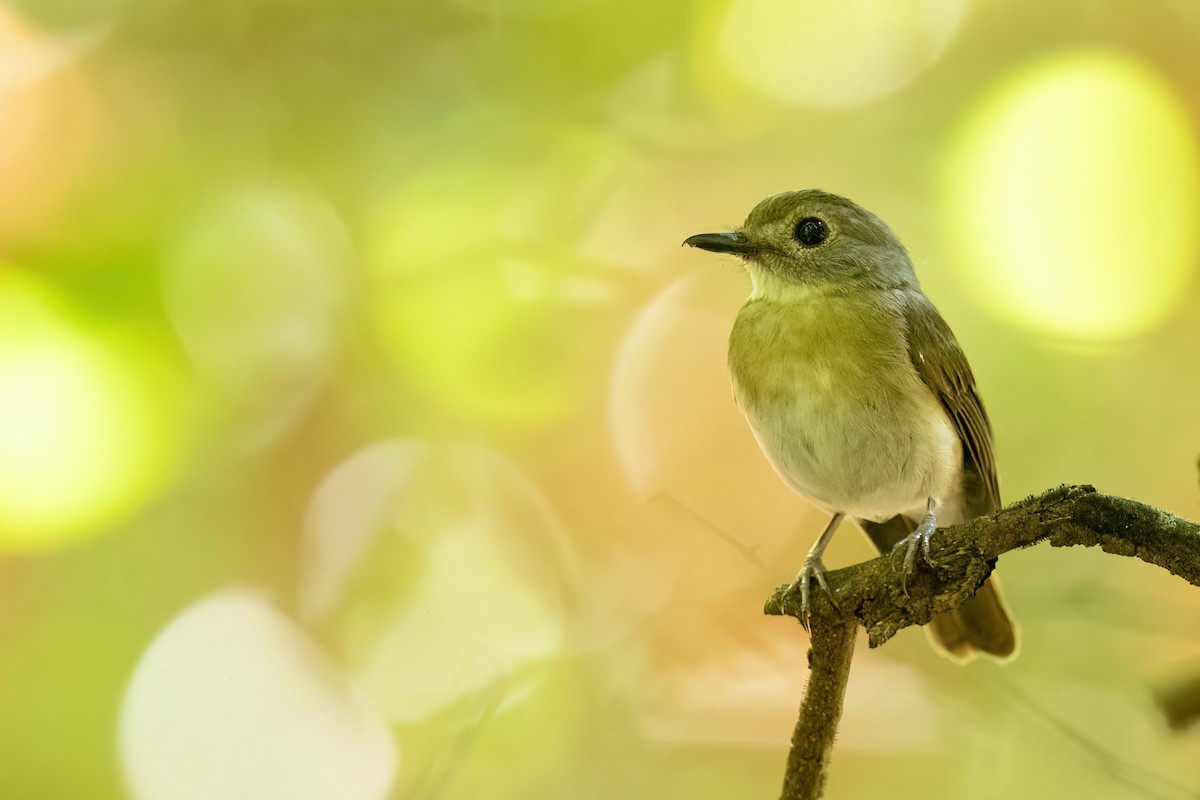 Fulvous-chested Jungle Flycatcher - David Irving