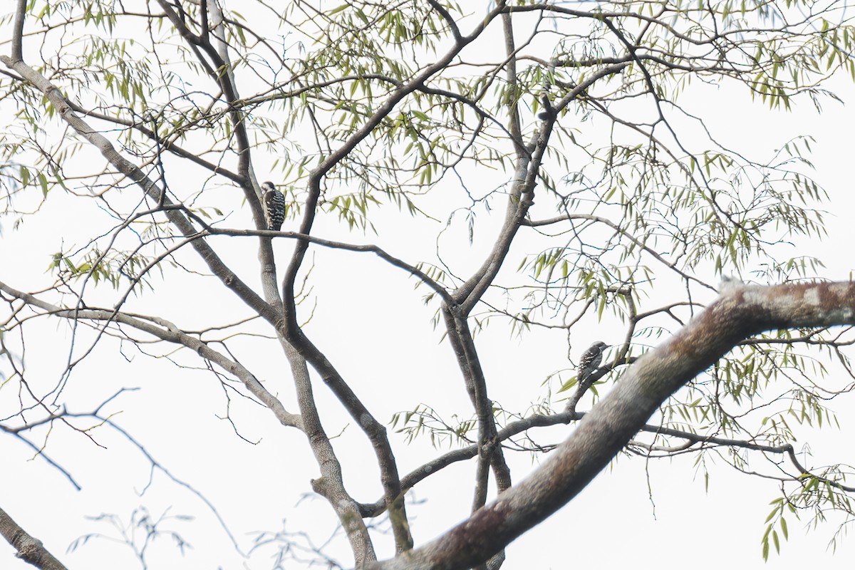 Gray-capped Pygmy Woodpecker - ML519280431