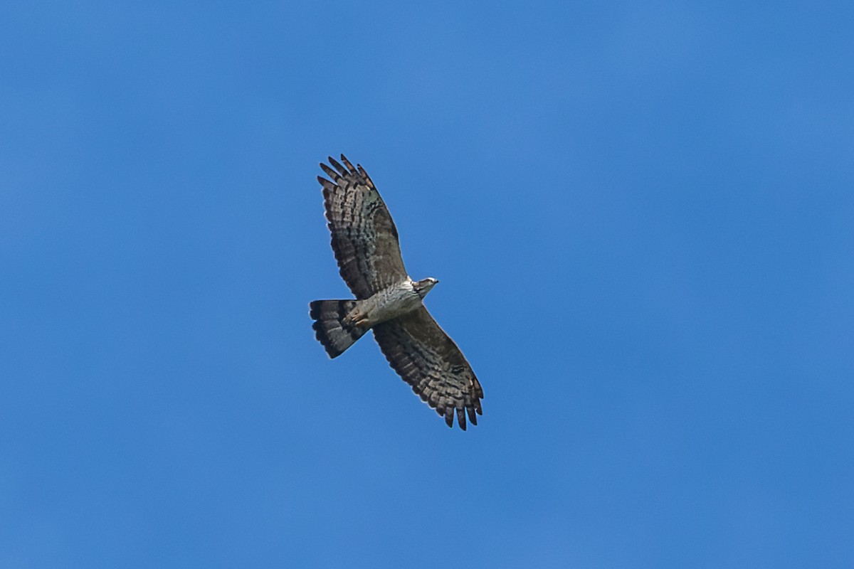 Oriental Honey-buzzard (Northern) - ML519280531