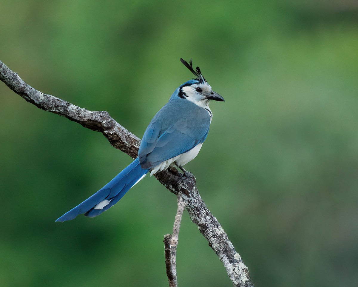 White-throated Magpie-Jay - Jean Bonilla