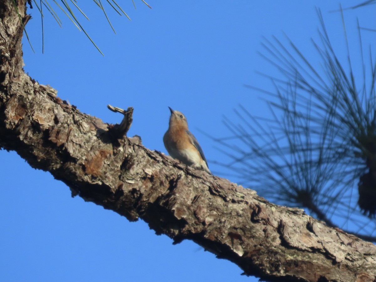 Eastern Bluebird - ML519280621