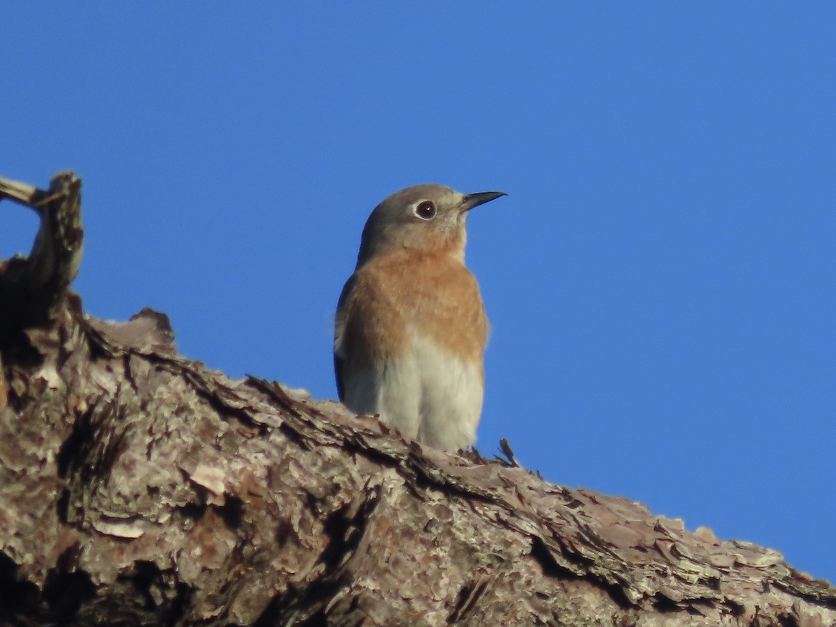 Eastern Bluebird - ML519280631