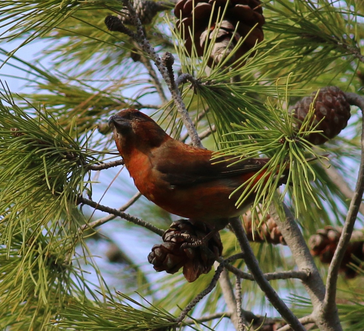 Red Crossbill (Western Hemlock or type 3) - Tom Benson