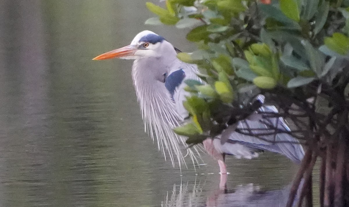 Great Blue Heron - ML519281251