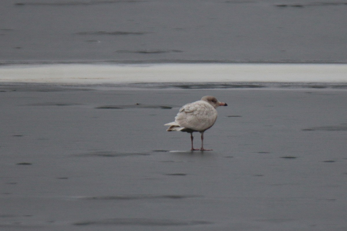 Glaucous Gull - ML519282061