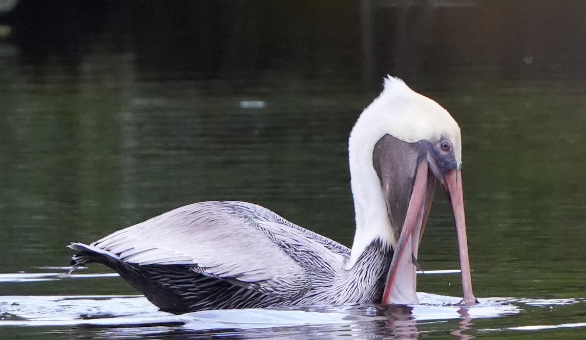 Brown Pelican - ML519282071