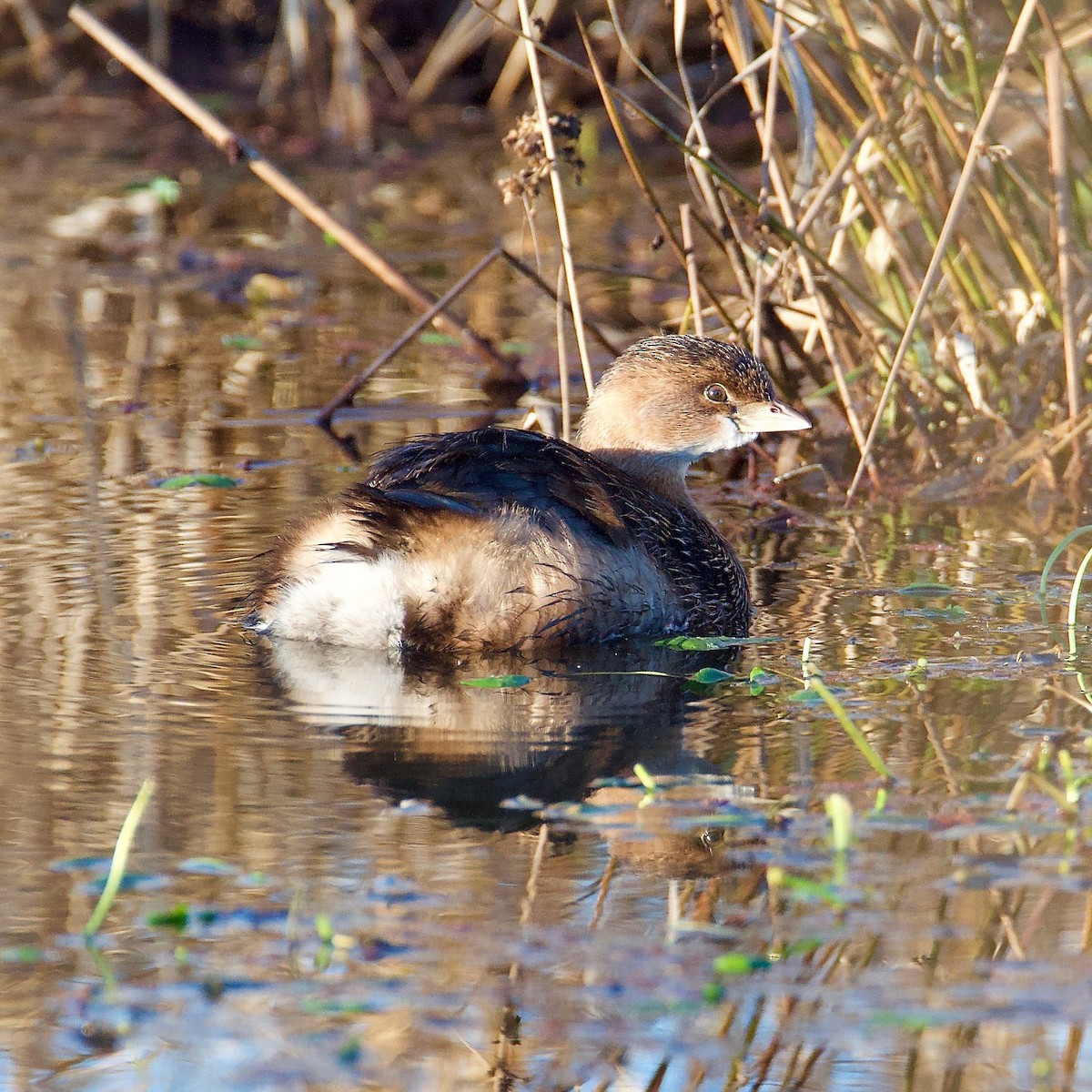 Pied-billed Grebe - Cheryl & Scott Taylor