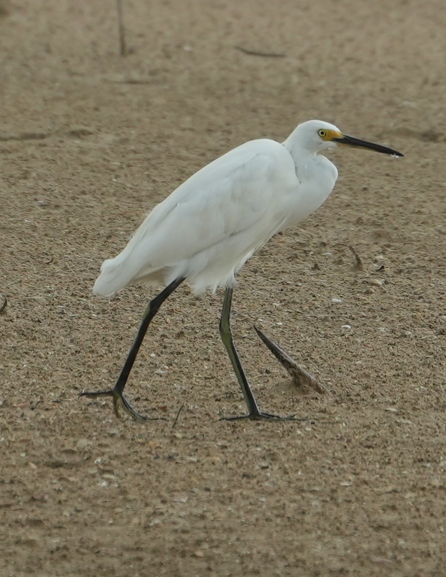 Little Egret - ML519283121