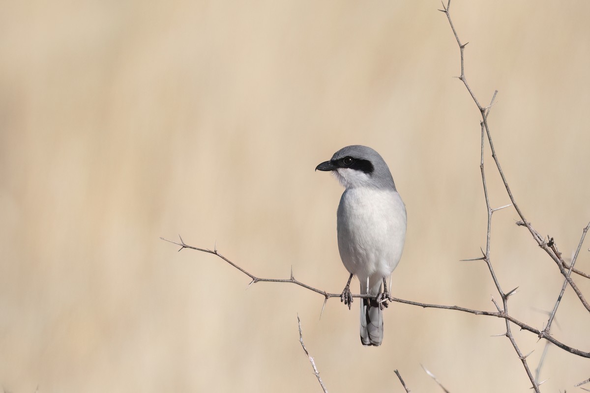 Loggerhead Shrike - ML519283511