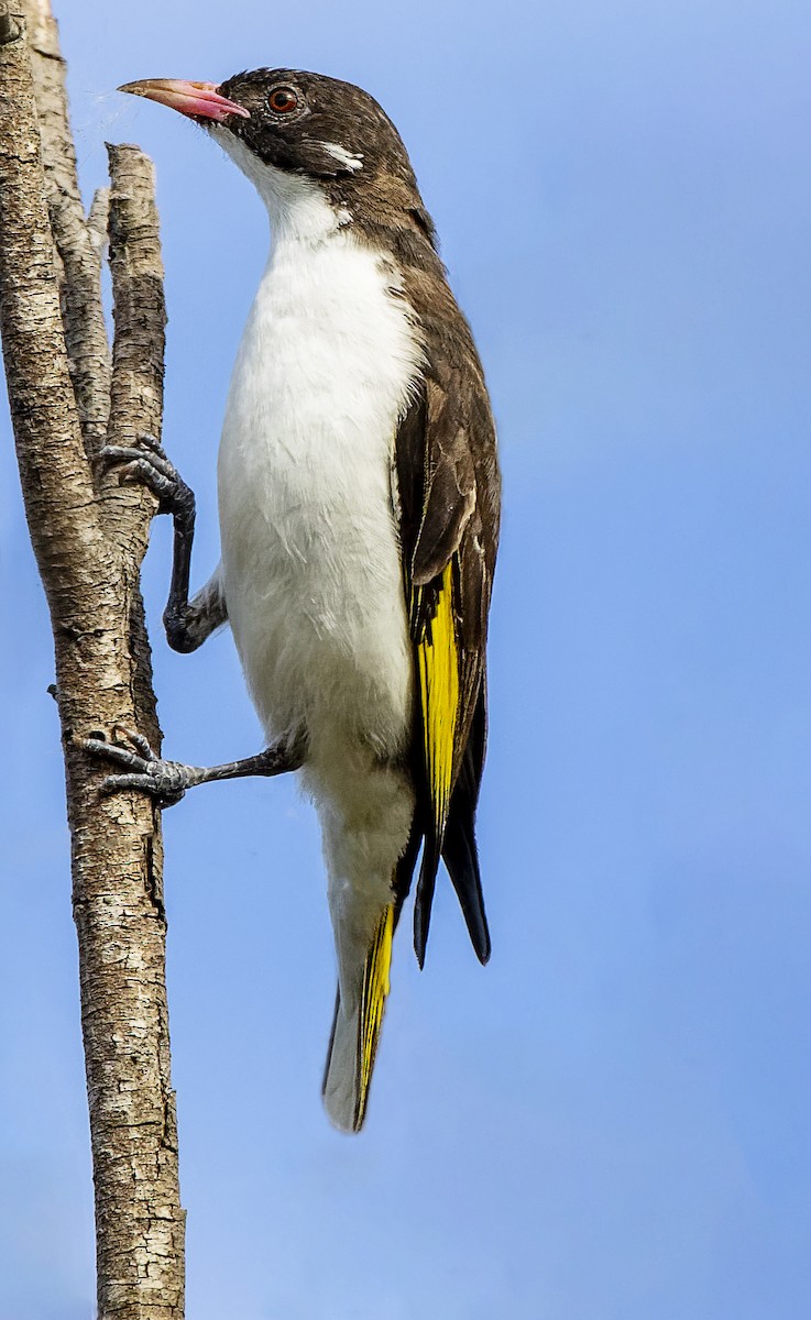 Painted Honeyeater - Jarrod Kath