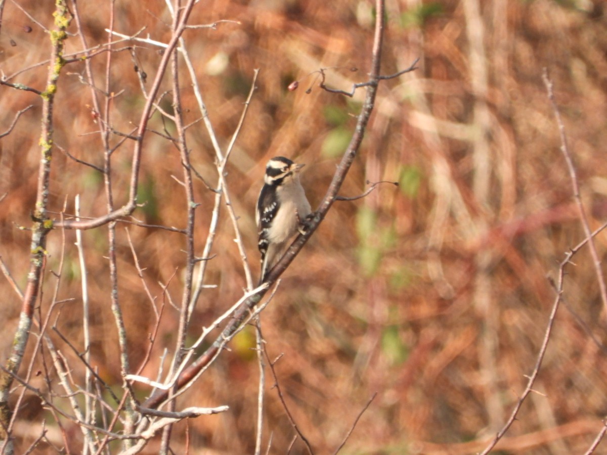 Downy Woodpecker (Pacific) - ML519284341