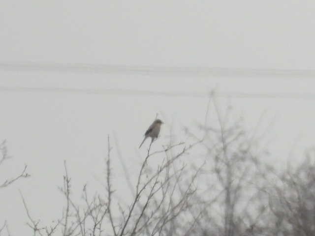 Northern Shrike - ML519284431