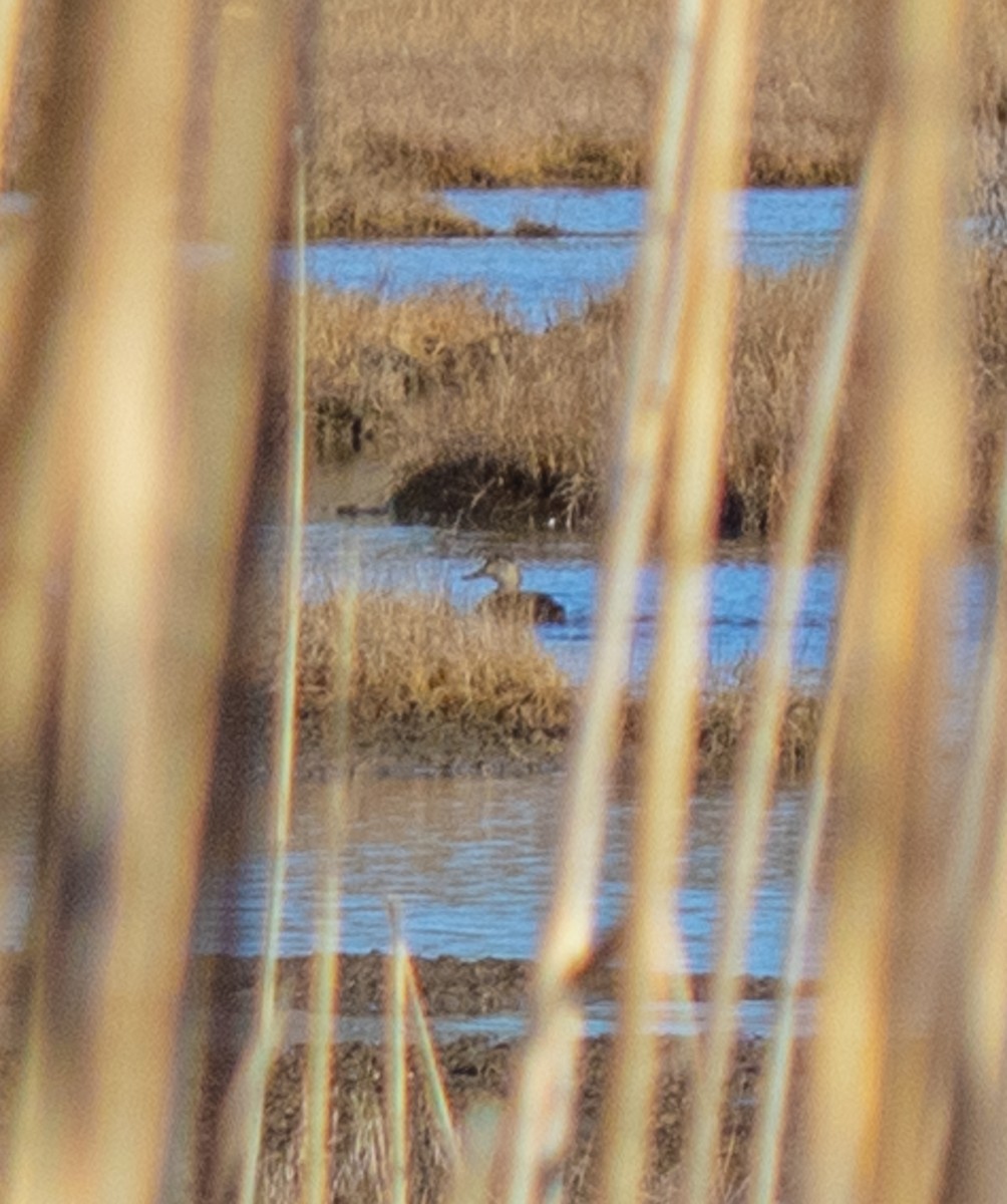 American Black Duck - ML519284441