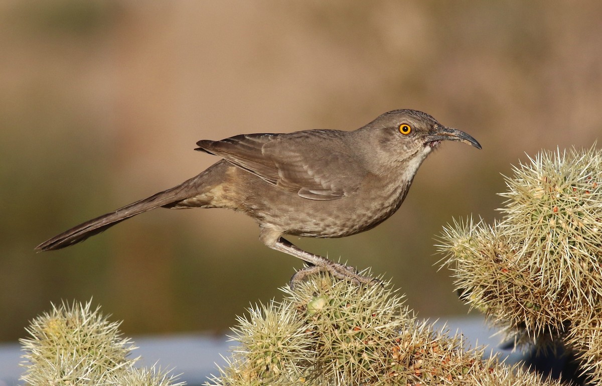 Curve-billed Thrasher - Tom Benson