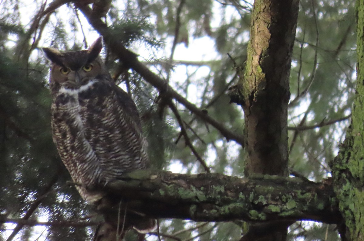 Great Horned Owl - ML519287671
