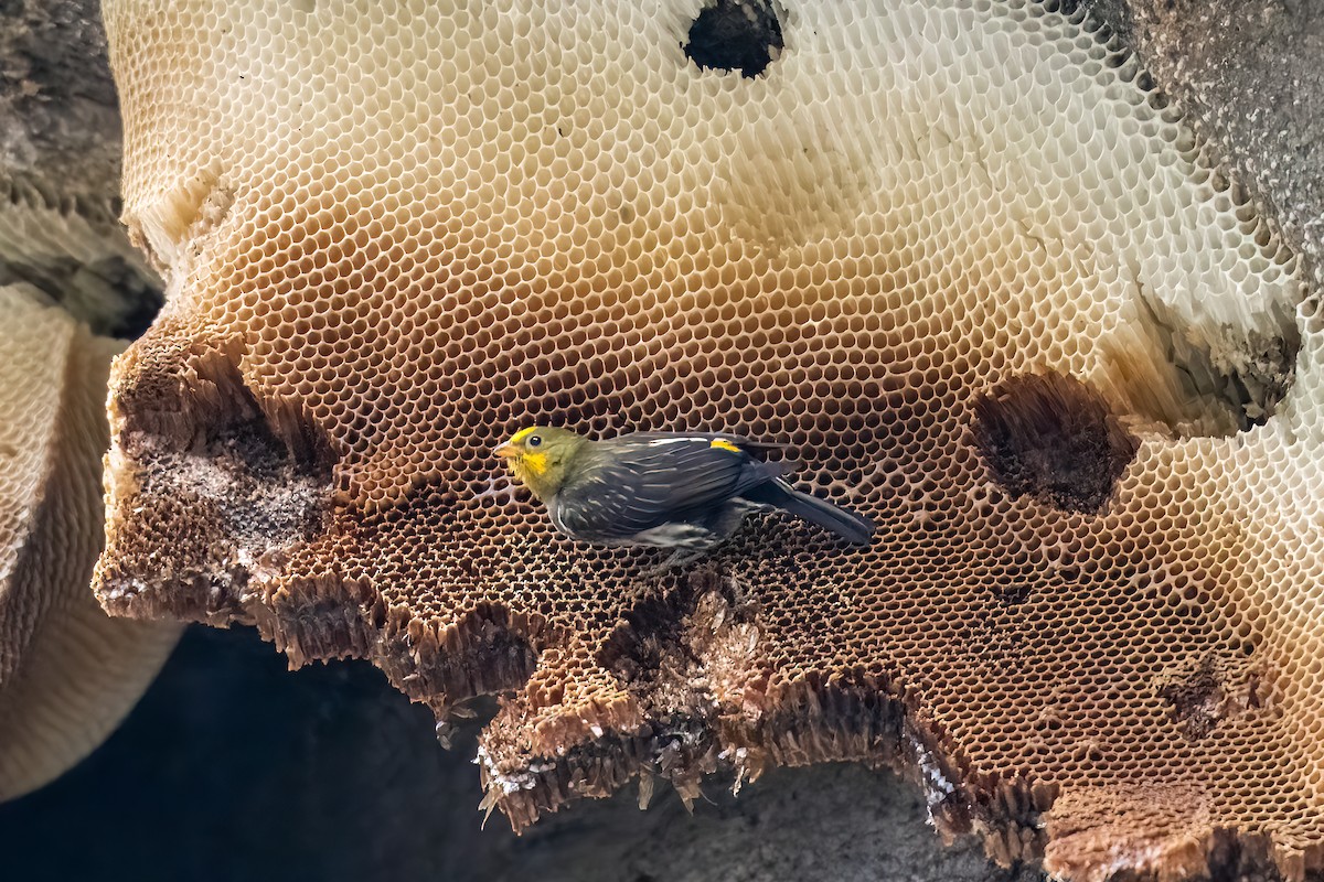 Yellow-rumped Honeyguide - Santosh Mahalik