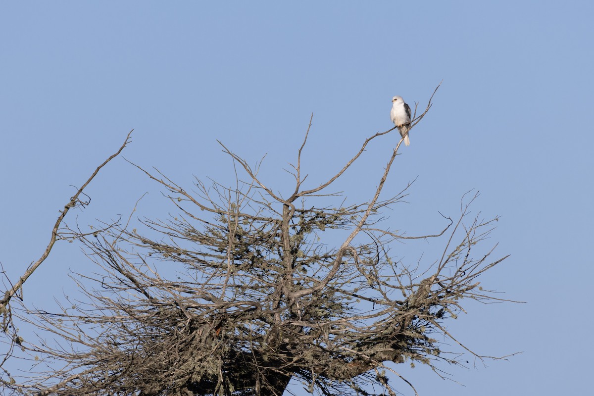 White-tailed Kite - Colette English
