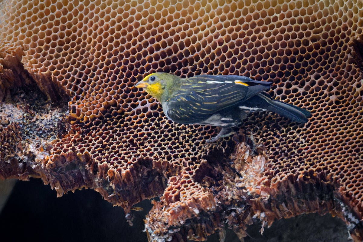 Yellow-rumped Honeyguide - Santosh Mahalik