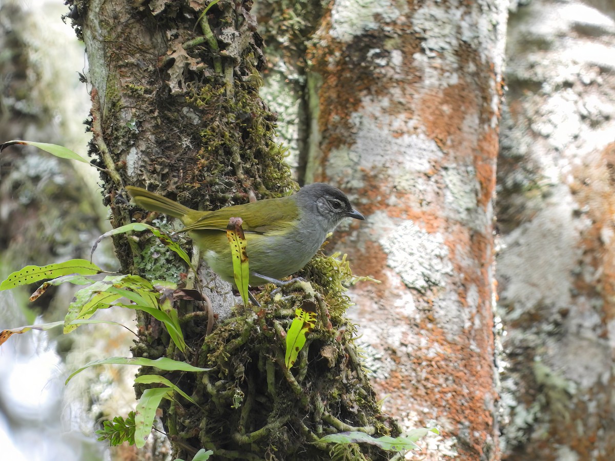 クロガシラアオヒヨ（nigriceps グループ） - ML519288801