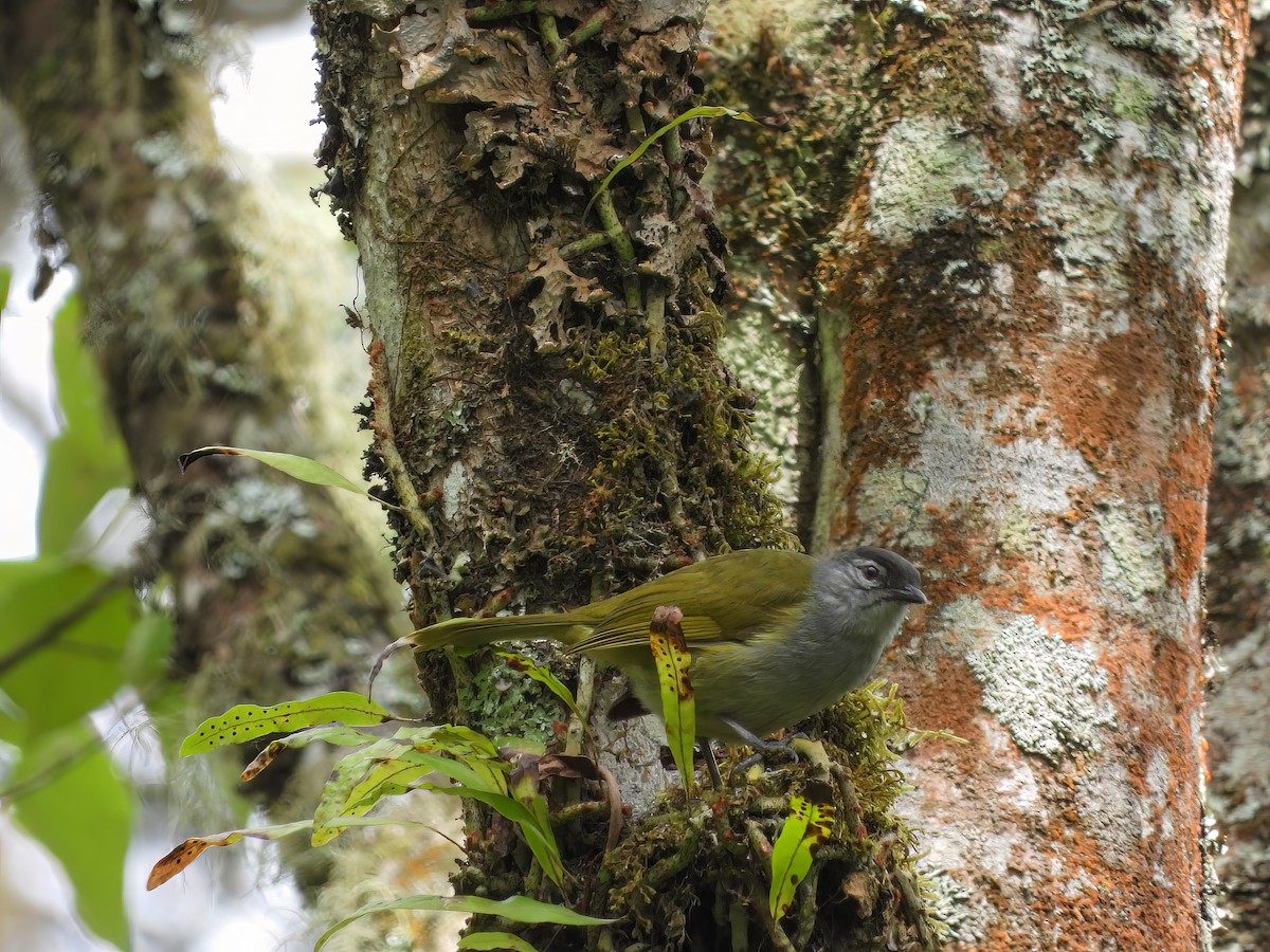 クロガシラアオヒヨ（nigriceps グループ） - ML519288811