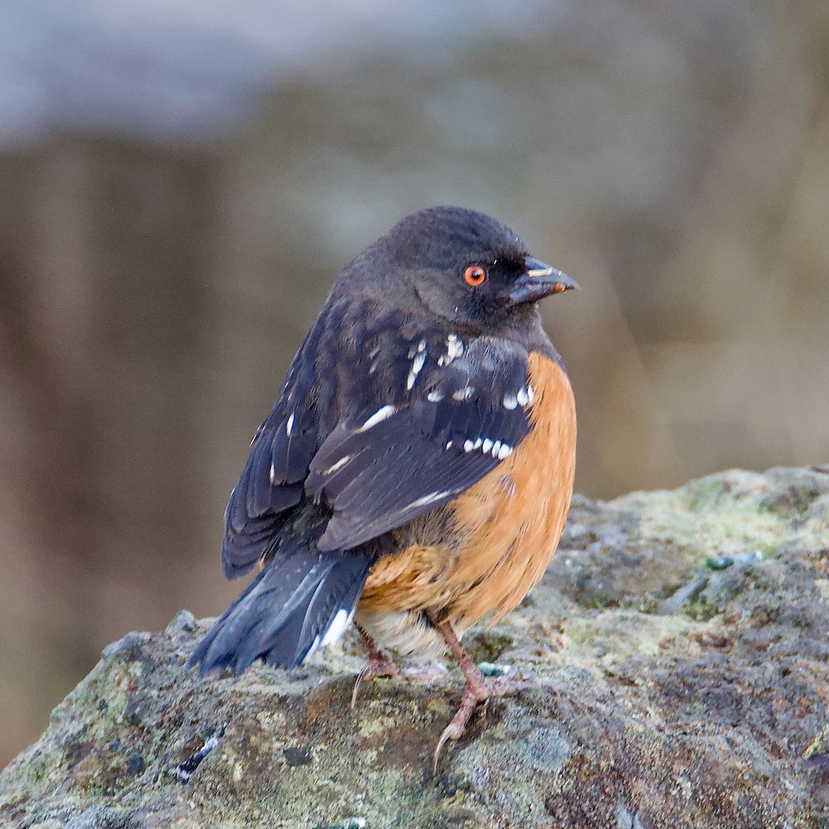 Spotted Towhee - Cheryl & Scott Taylor