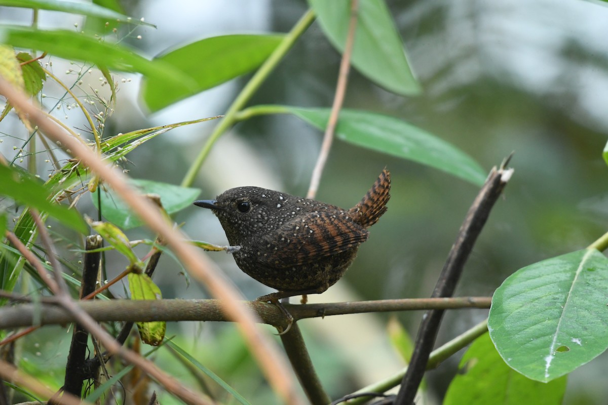 Spotted Elachura - Sunanda Vinayachandran