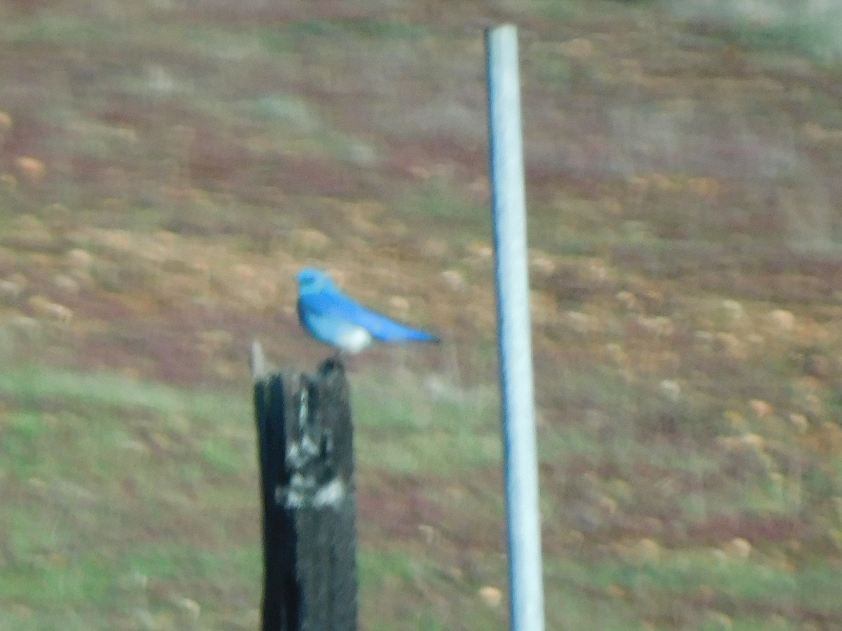 Mountain Bluebird - ML519289991