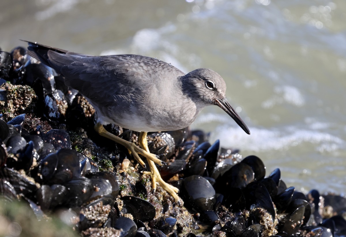 Wandering Tattler - Matthew Grube