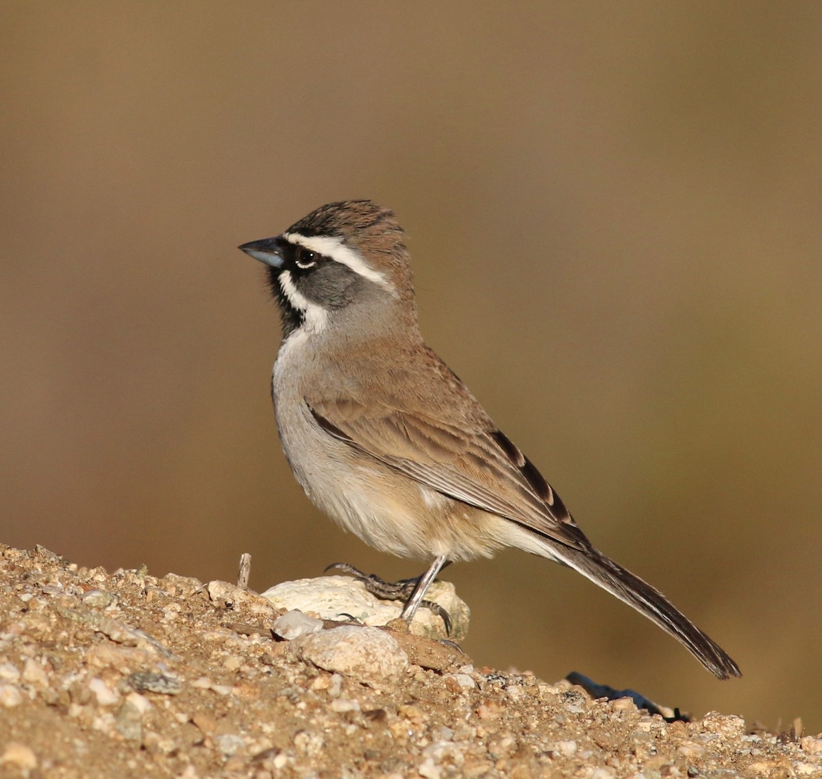 Black-throated Sparrow - Tom Benson