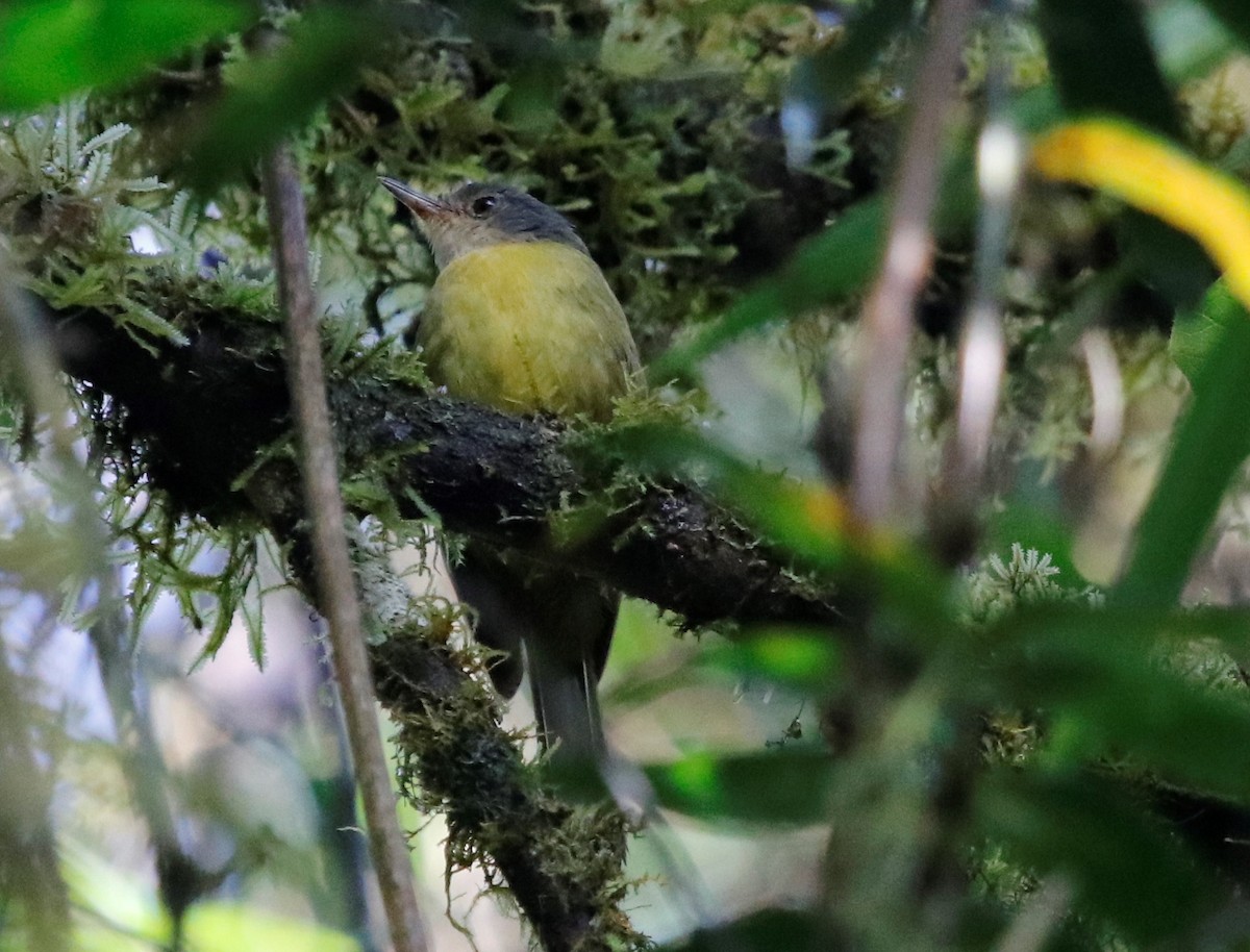 Bulbul Coronigrís - ML519293531