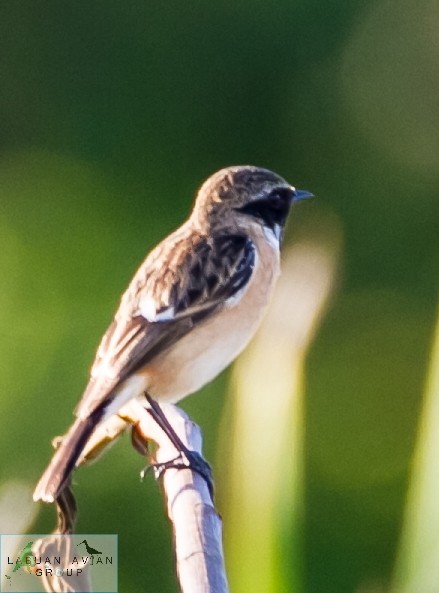 Amur Stonechat - ML519294551