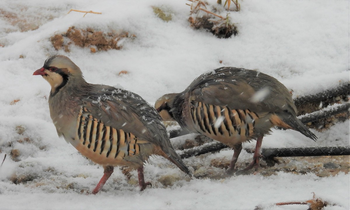 Chukar - ML519295291