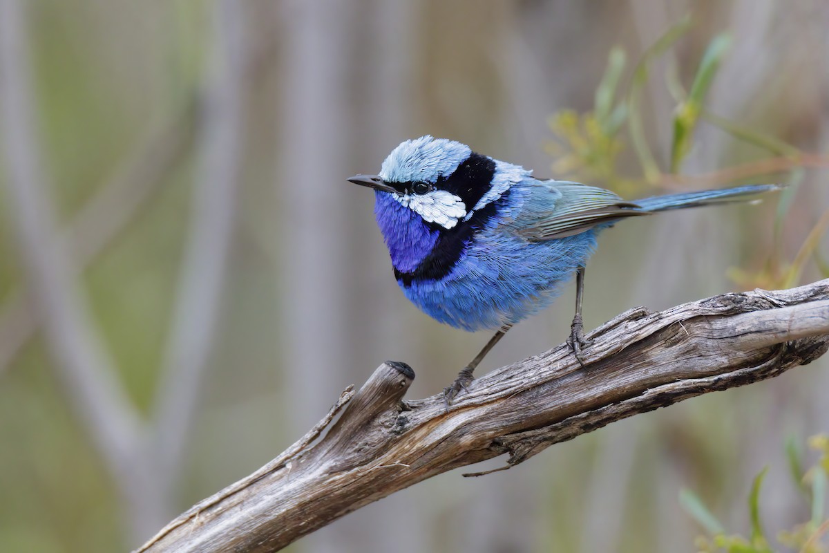 Splendid Fairywren - ML519296141