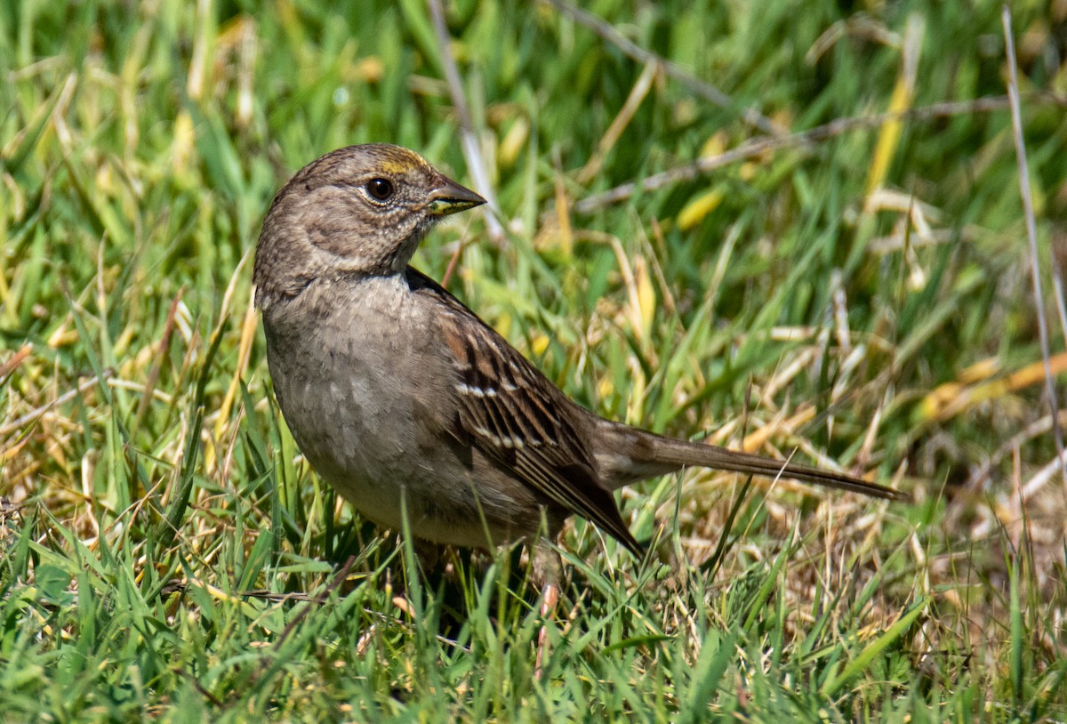 Bruant à couronne dorée - ML519297591