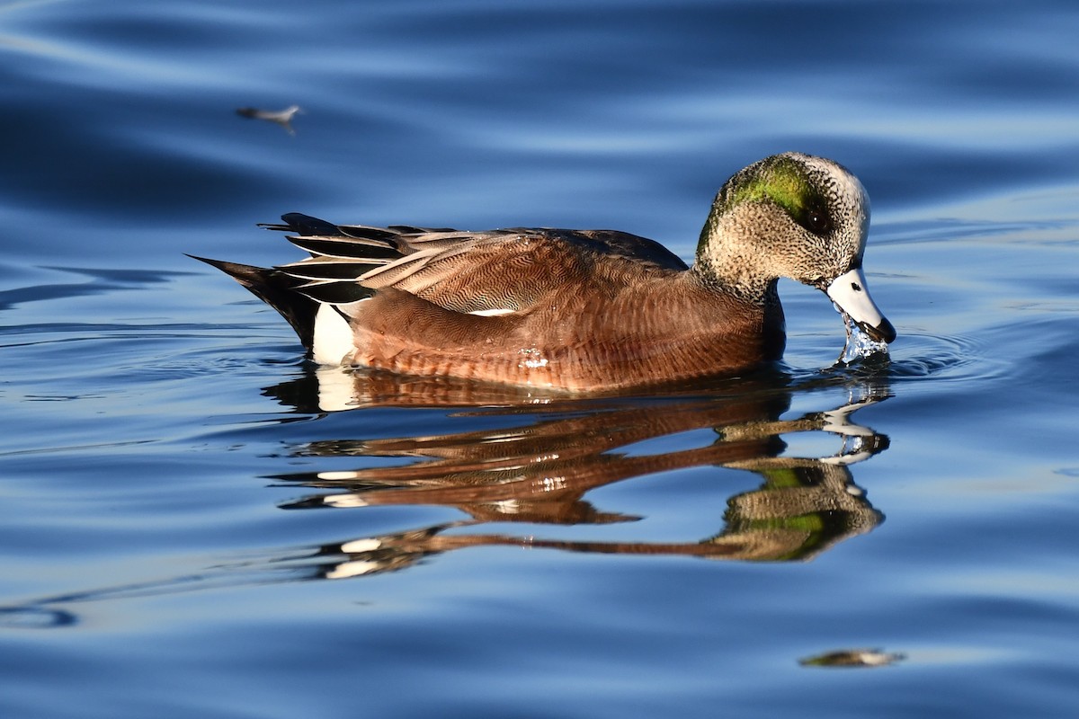 American Wigeon - ML519298811