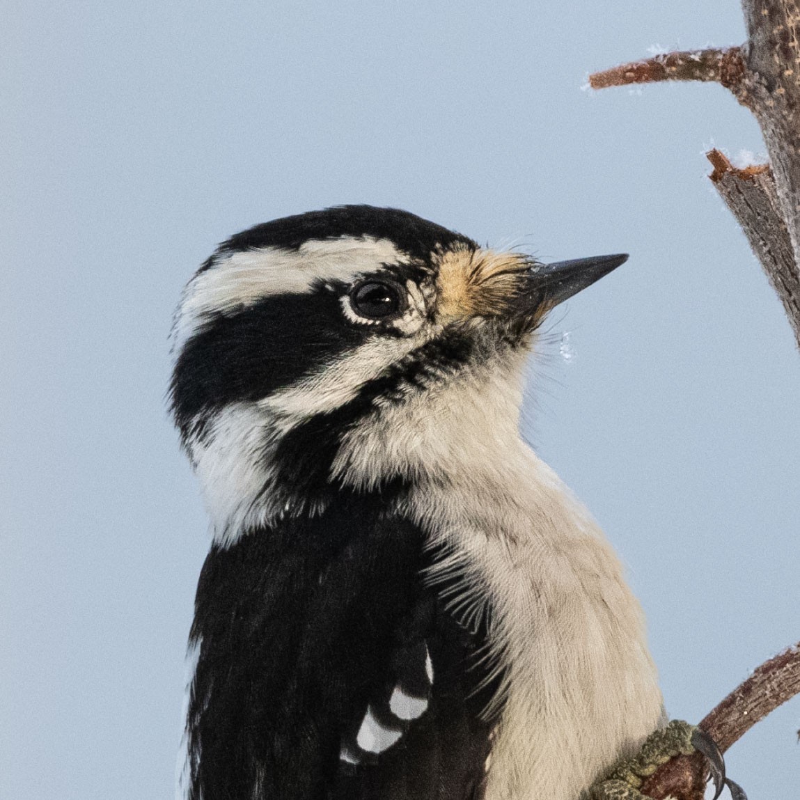 Downy Woodpecker - ML519299151