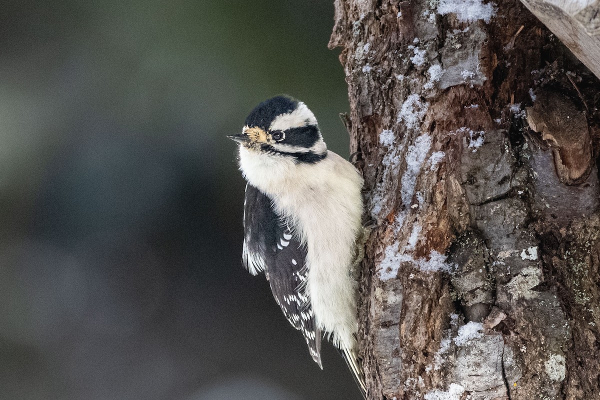 Downy Woodpecker - Anne Spiers