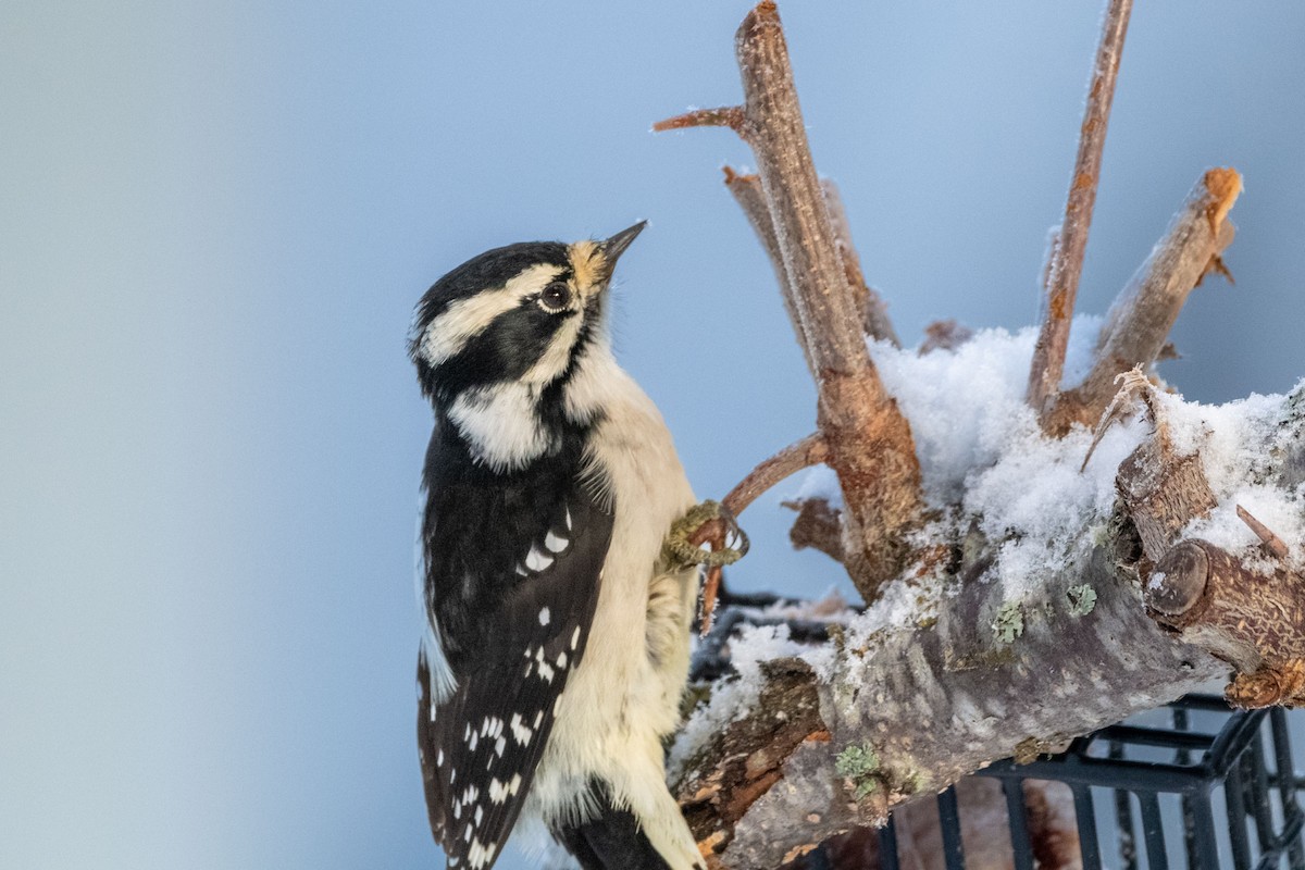 Downy Woodpecker - ML519299231