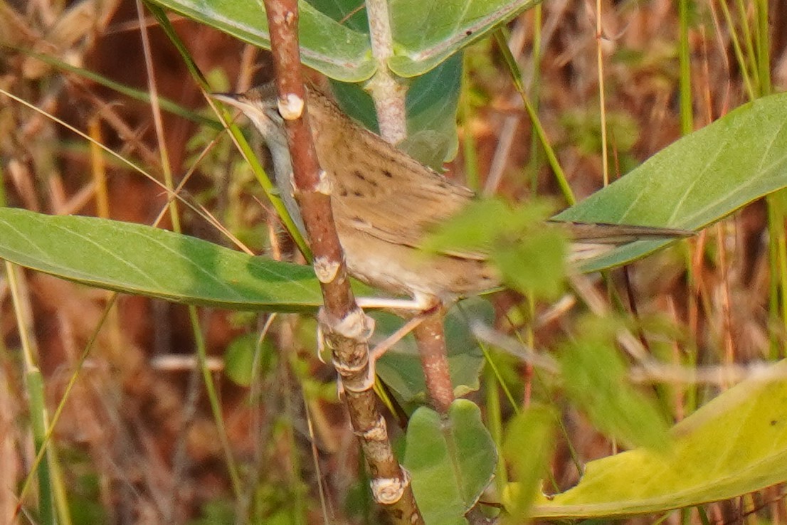 Common Grasshopper Warbler - ML519299251