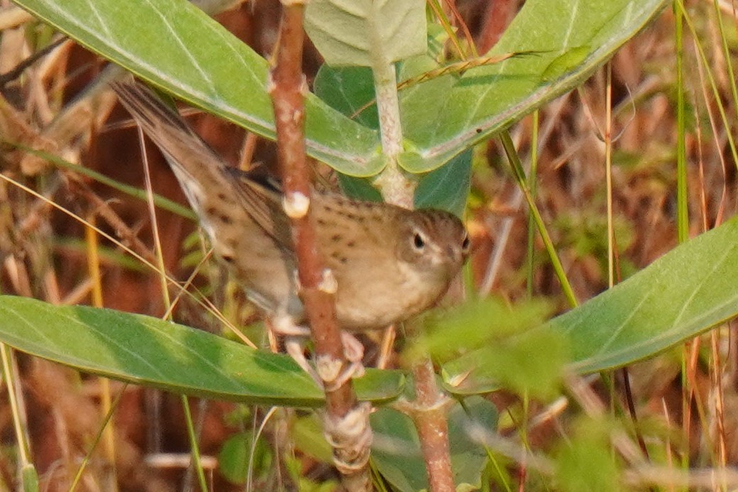 Common Grasshopper Warbler - ML519299271