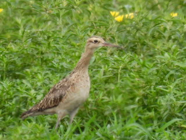 Little Curlew - ML519299501