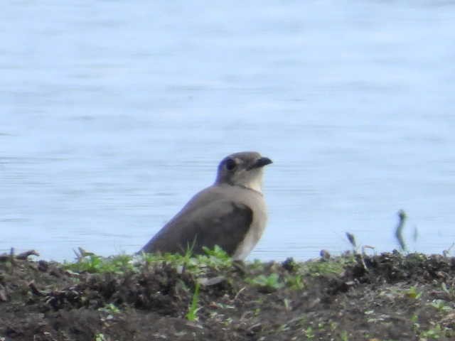 Oriental Pratincole - ML519299581