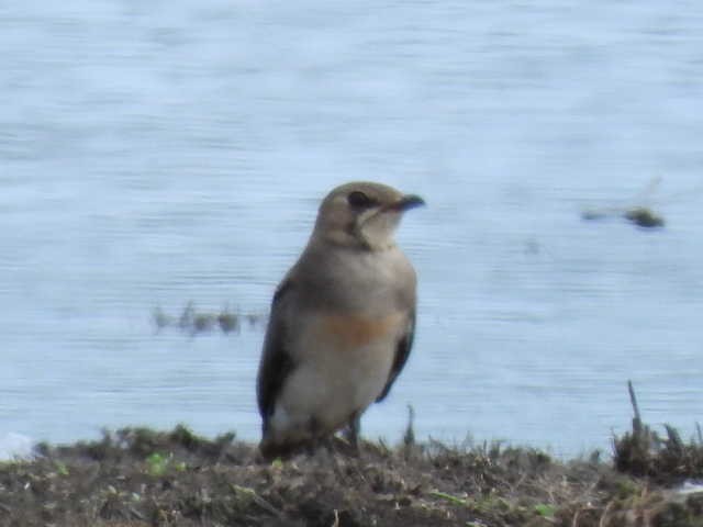 Oriental Pratincole - ML519299601